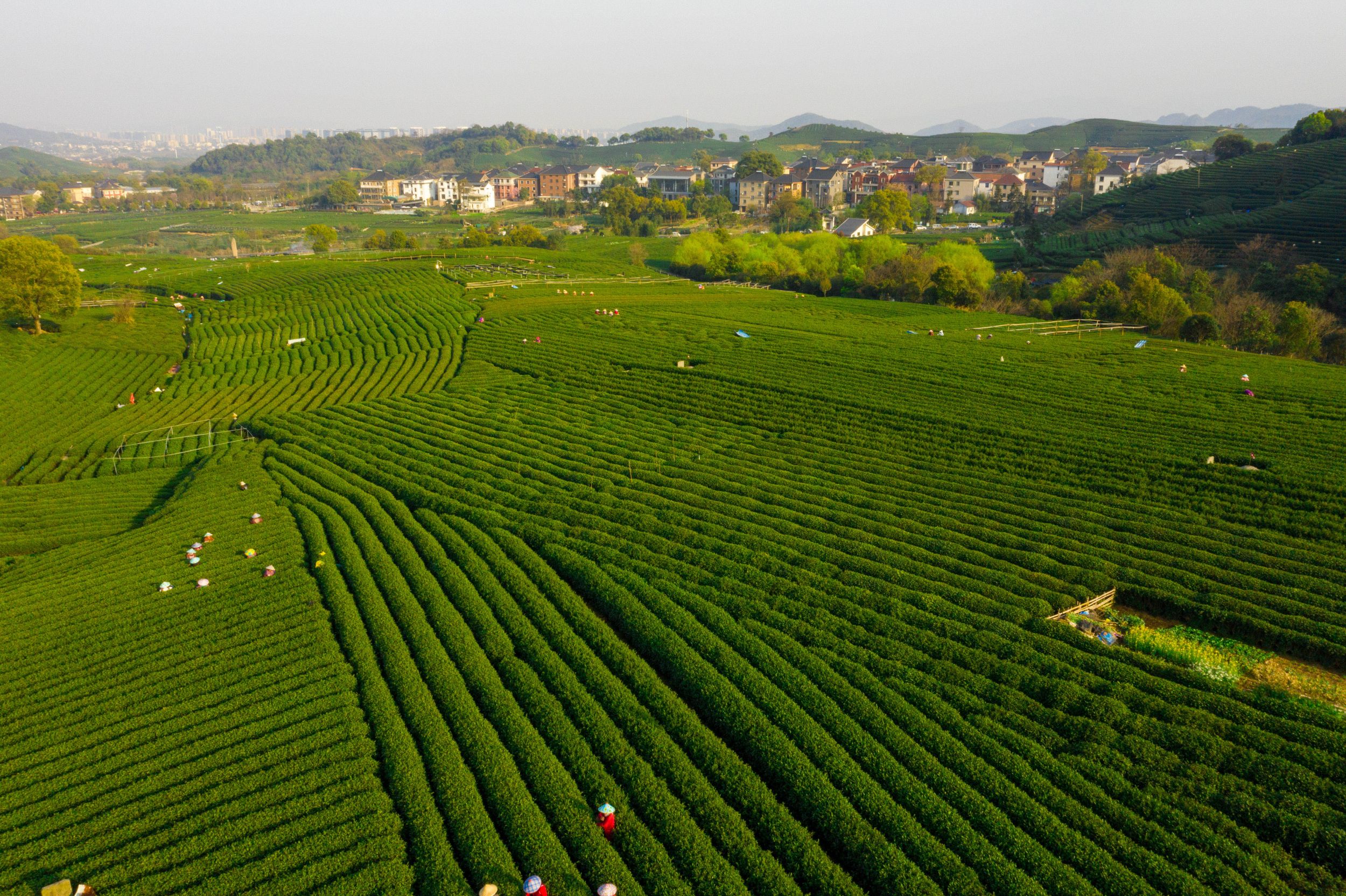 龙坞茗筑(龙坞茶镇商业项目)